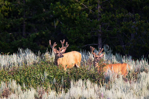 14.2 MB, 4511 x 3007: Two brown male deer with felt covered antlers standing in tall grass and vegetation