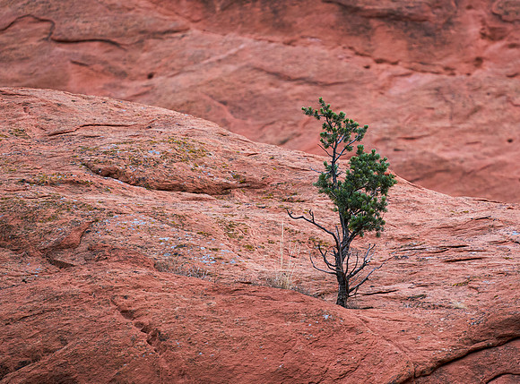 20.3 MB, 4486 x 3316: Lonely pine tree on a ledge