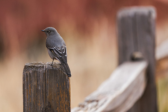 8.16 MB, 3809 x 2539: Plumbeous Vireo perched on a fence post