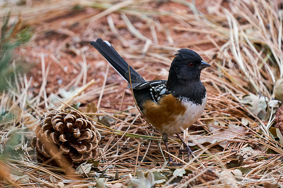 12.5 MB, 4262 x 2841: Spotted Towhee looking for food next to pine cone