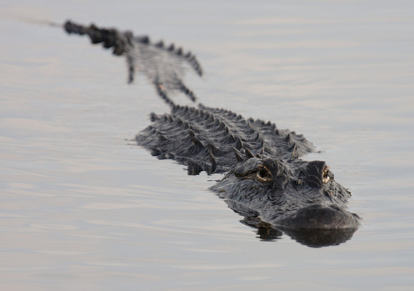 2.21 MB, 3019 x 2125: Alligator (mississippiensis) swimming in the Everglades.