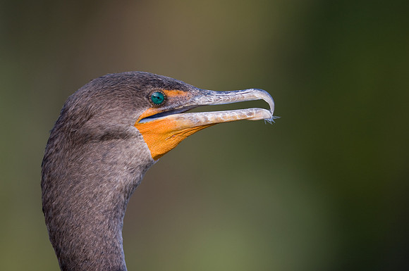 2.61 MB, 3239 x 2153: Double-crested Cormorant (Phalacrocorax auritus) in Everglades National Park.