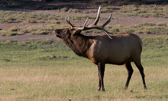 3.92 MB, 2807 x 1689: Bull elk (Cervus canadensis) bugling in Yellowstone National Park