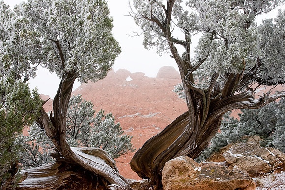 7.42 MB, 3504 x 2336: Foggy Kissing Camels through Junipers