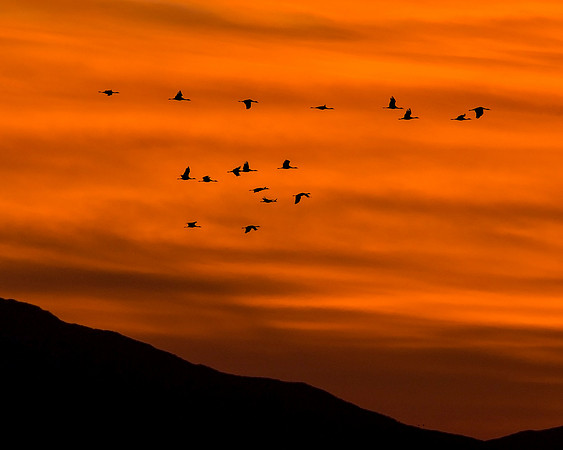 Sunrise Migration: Sandhill Cranes in Flight