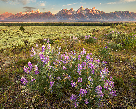 Dawning Flowers: Purple Lupines Grand Tetons