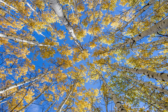 Towers of Color: Aspens Reaching for the Sky