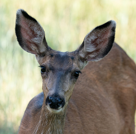 13.9 MB, 3932 x 3871: A mule deer with large ears and big black eyes