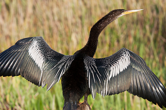 4.77 MB, 3500 x 2324: Anhinga drying off in Everglades National Park